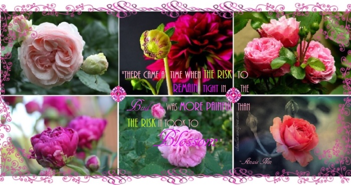 Anais Nin quote about buds and blossoms